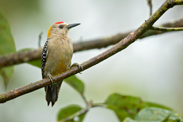 Hoffmann's woodpecker (Melanerpes hoffmannii) is a resident breeding bird from southern Honduras south to Costa Rica. It is a common species on the Pacific slopes