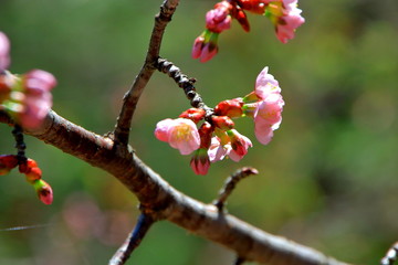 札幌の蝦夷山桜の咲いている風景
