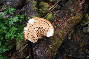 Polyporus tuberaster mushroom in the forest near Tara river