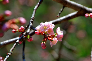 札幌の蝦夷山桜の咲いている風景