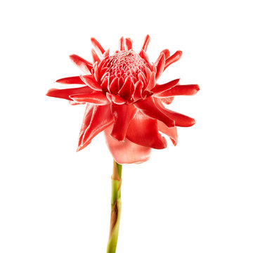 Etlingera elatior with green stalk, Red torch ginger flower isolated on white background, with clipping path