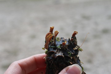 Unusual little mushroom with moss in the human hand near Black lake forest, Montenegro