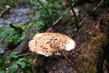 Polyporus tuberaster mushroom in the forest near Tara river