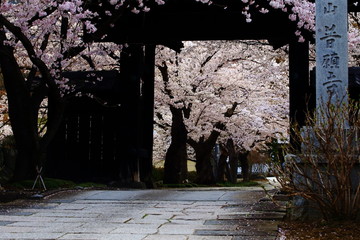 日本風の建物と桜