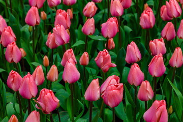 Field of Tulips