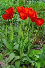 Group of the flowering red tulips close-up