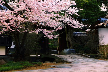 日本風の建物と桜