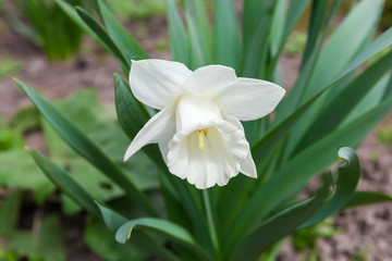 Naklejka premium Flower of the cultivated white narcissus with trumpet-shaped corona