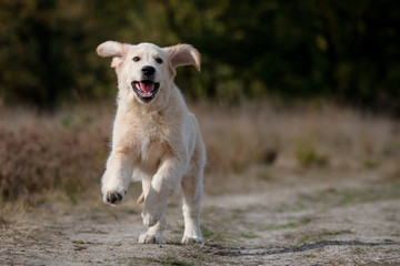 golden retriever running in the field