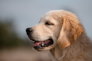 portrait of golden retriever in front of blue background