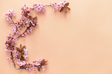 Beautiful blossoming branches on color background