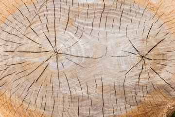 Background of the transverse cut of the elm tree trunk