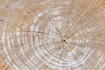 Background of the transverse cut of the elm tree trunk