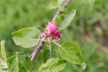 Branch of apple tree with flower buds on blurred background