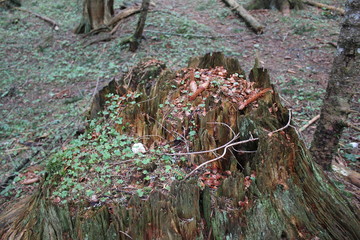 mushrooms and moss in the forest on the old hive