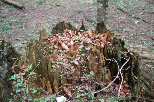 Old Hives With Moss And Mushrooms Near Tara River, Montenegro