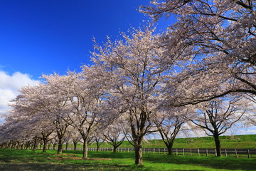 青空と桜並木