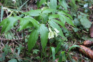 Unusual wild herb with flowers in form of a bells