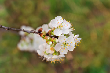 Branch of flowering cherry tree on blurred background