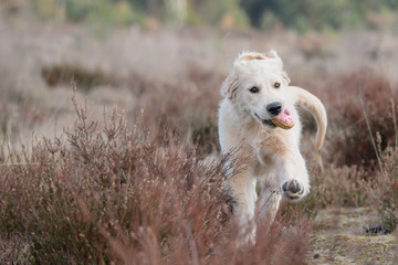 dog in park