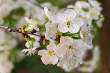 Obraz premium Branches of flowering cherry tree on blurred background at sunset