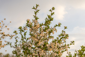 Fragment of flowering cherry tree against of sky at sunset