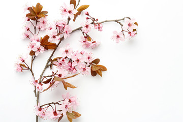 Beautiful blossoming branch on white background