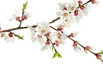 Beautiful blossoming branch on white background