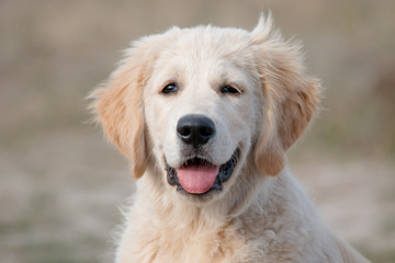 portrait of golden retriever in front of white background