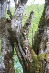 Old hives with moss and mushrooms near Tara river, Montenegro