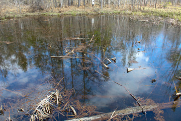 reeds in the lake