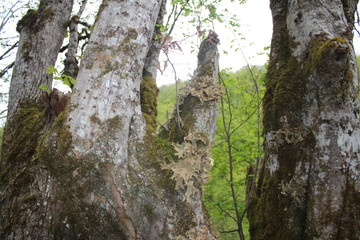 Old hives with moss and mushrooms near Tara river, Montenegro