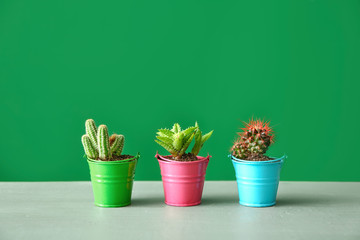 Pots with cacti and succulent on table against color background