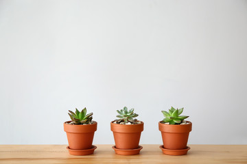 Pots with succulents on table against grey background