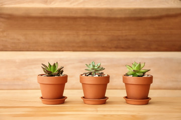 Pots with succulents on wooden table