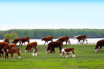 A herd of cows with calves grazing in a meadow after rain.
