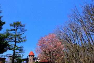 Fototapeta premium 桜の咲いている札幌の風景