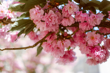Sakura tree pink flowers bloom in the spring sun