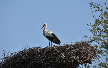 A stork standing in its nest on the electricity post