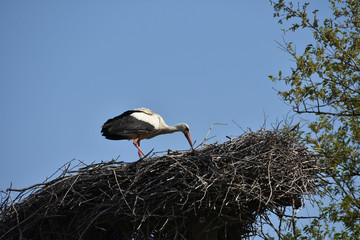 A stork standing na preparing its nest on the electricity post