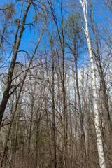 trees and blue sky