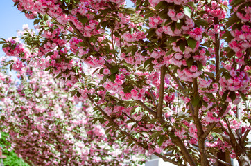 spring blooming garden of sakura trees