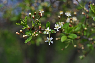 Naklejka premium cherry blossoms in spring