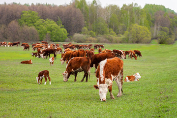A herd of cows with calves grazing in a meadow after rain.