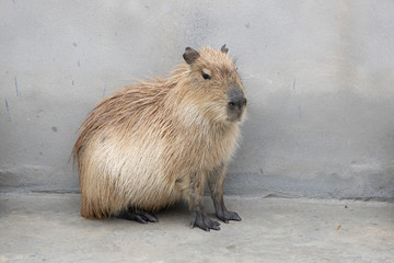 capybara sitting on the floor