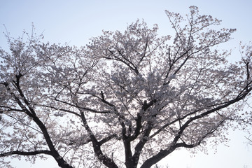 Fototapeta premium 桜