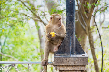 Rhesus Macaque monkeys at Rang Hill lookout point, Phuket, Thailand.