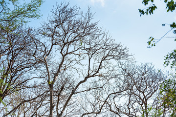 Tree branches under the blue sky.Thailand.
