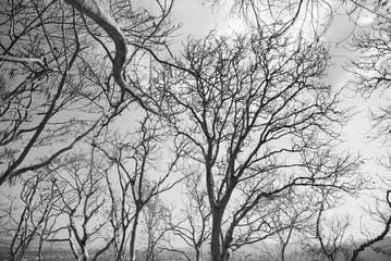 Photo Black and White of Tree branches under the sky.Thailand.