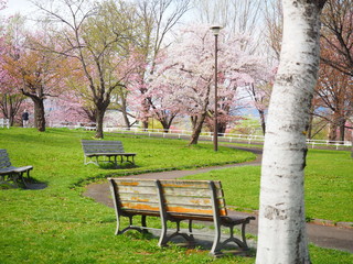 Obraz na płótnie Canvas 北海道の桜風景